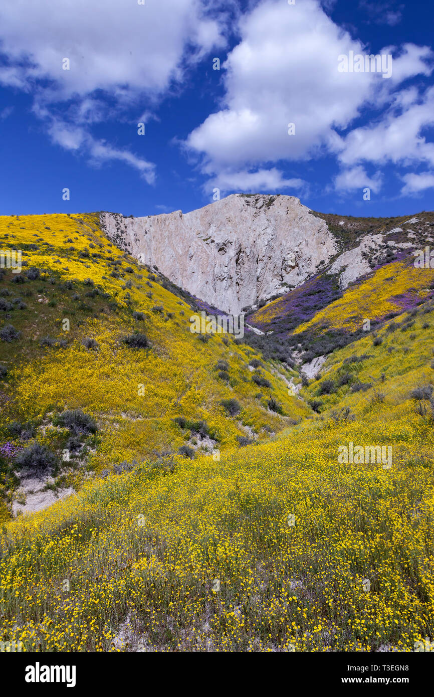 Fiori Selvatici fioriscono lungo la gamma temblor al Carrizo Plain monumento nazionale. Foto Stock