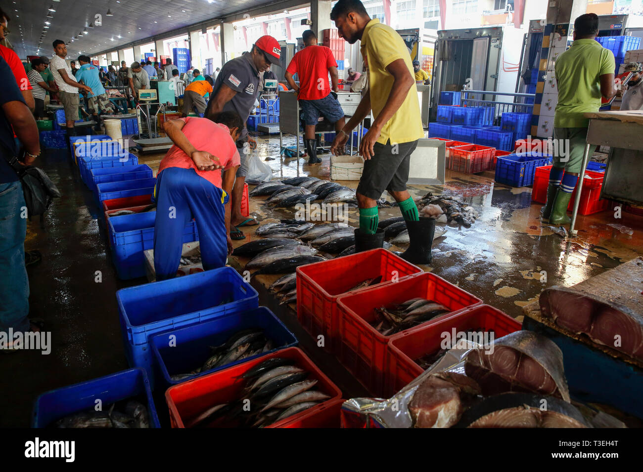 Centrale di mercato del pesce in Colombo, Sri Lanka Foto Stock