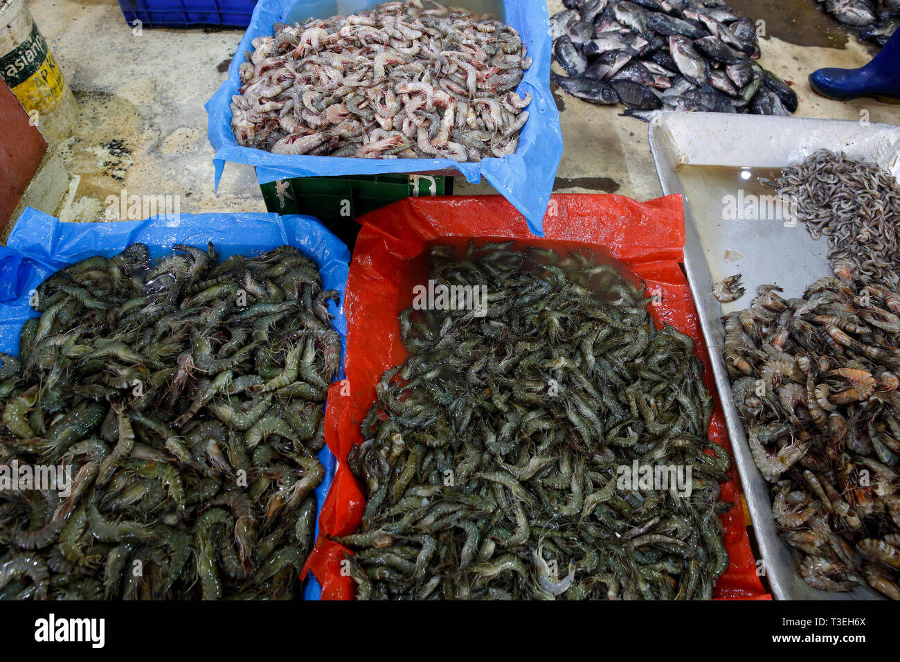 Centrale di mercato del pesce in Colombo, Sri Lanka Foto Stock