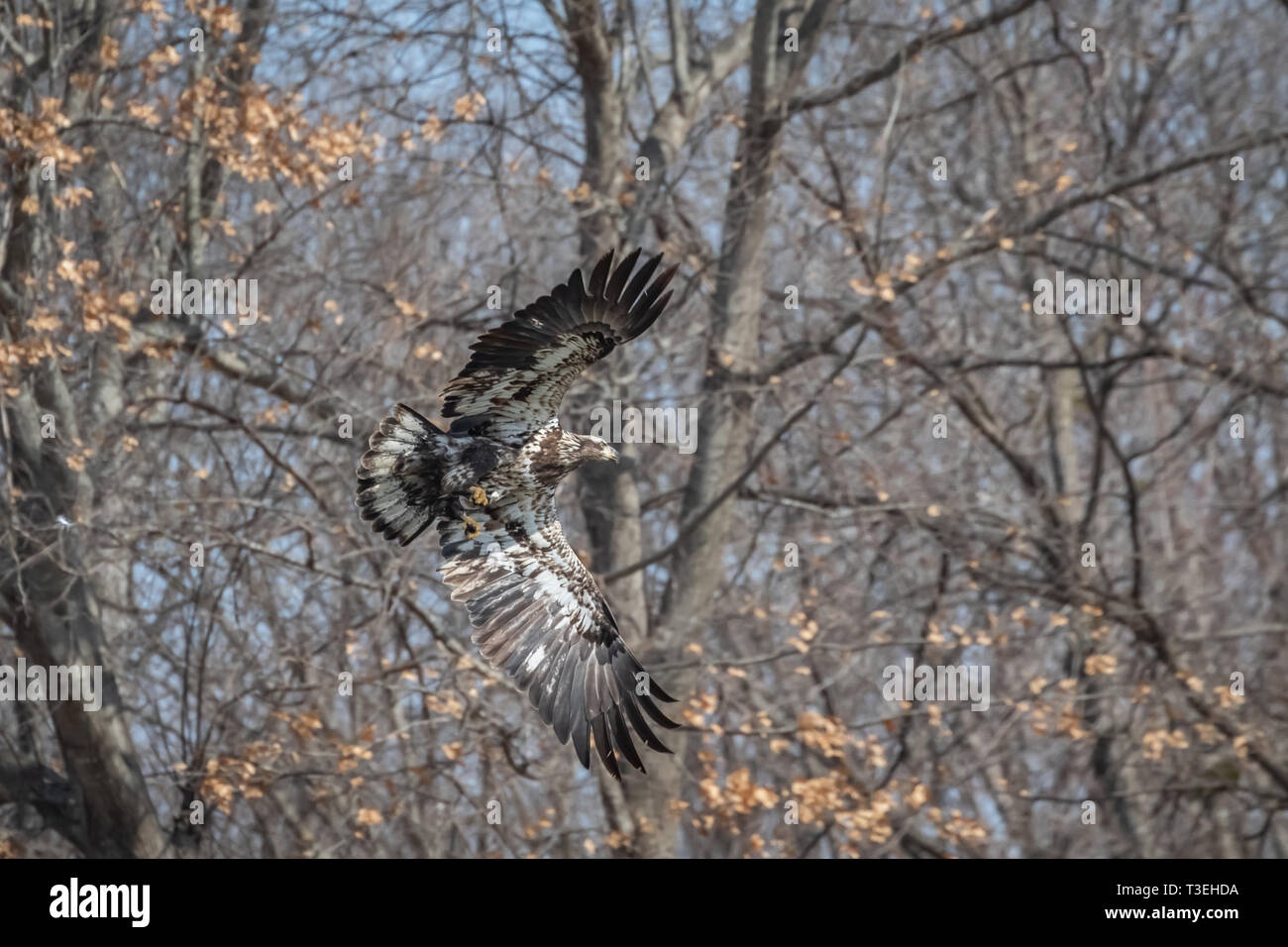 Immaturo aquila calva (Haliaeetus leucocephalus) in volo Foto Stock