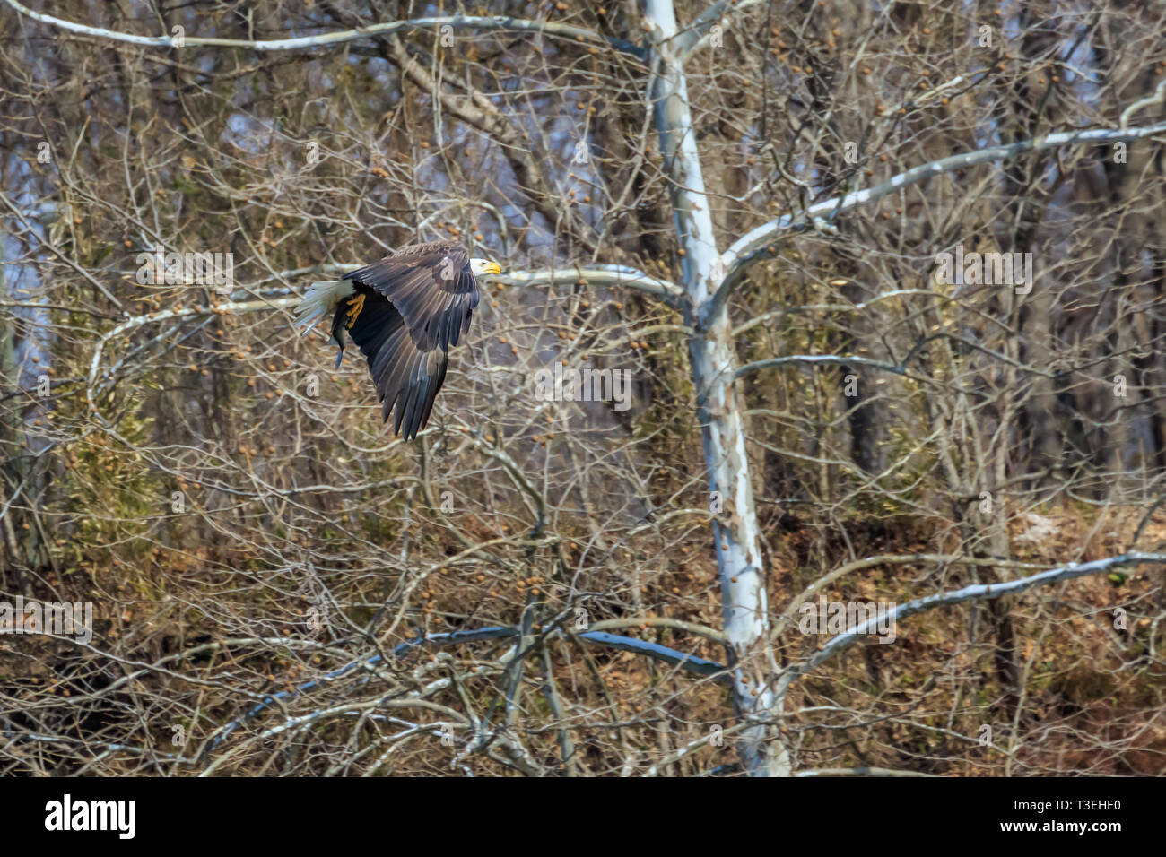 Aquila calva (Haliaeetus leucocephalus) la pesca nel fiume Neosho in Oklahoma. Foto Stock