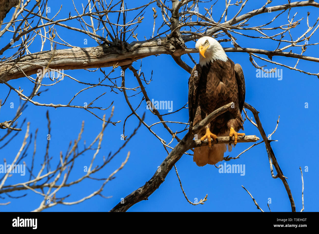 Aquila calva (Haliaeetus leucocephalus) appollaiato su un albero vicino il suo nido Foto Stock