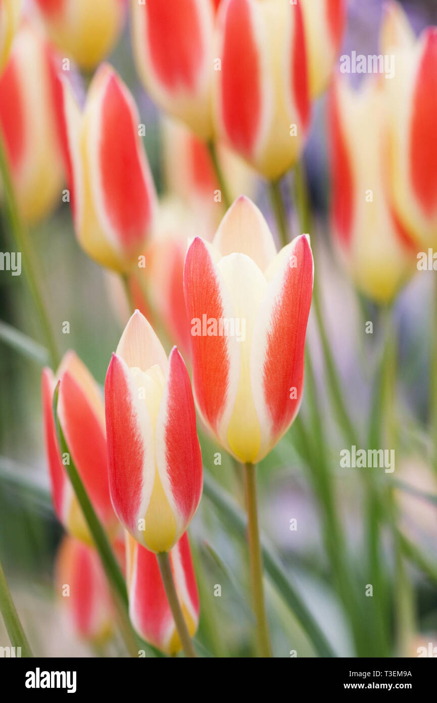 Tulipa clusiana var. chrysantha 'Tubergen ha ricevuto la gemma' Fiori. Foto Stock