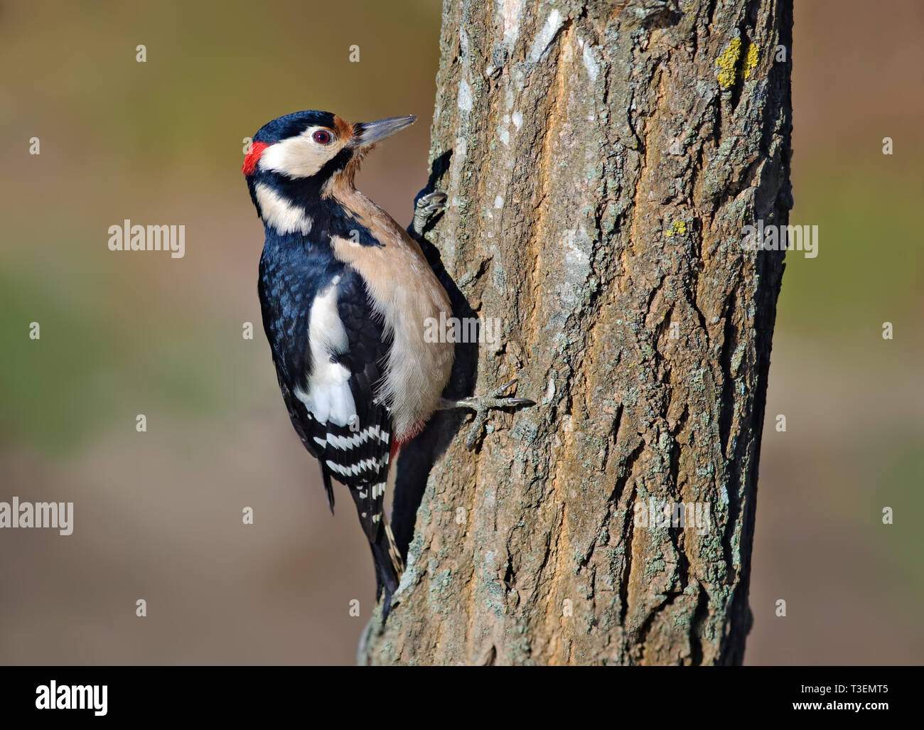 Picchio rosso maggiore in mostra il suo piumaggio lucido su un lichen corteccia di robinia Foto Stock