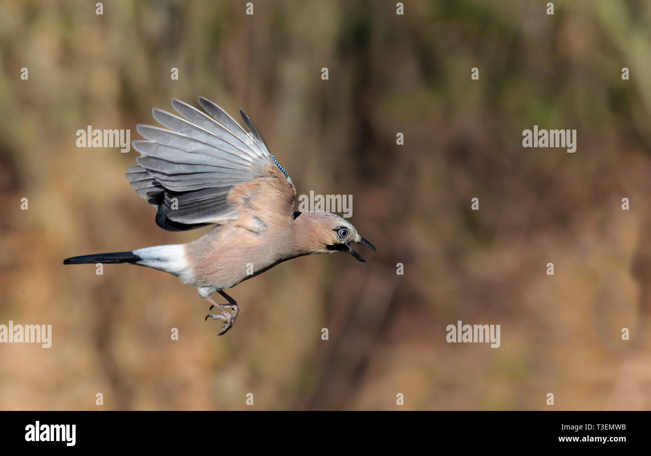 Eurasian Jay in volo su sfondo di autunno Foto Stock