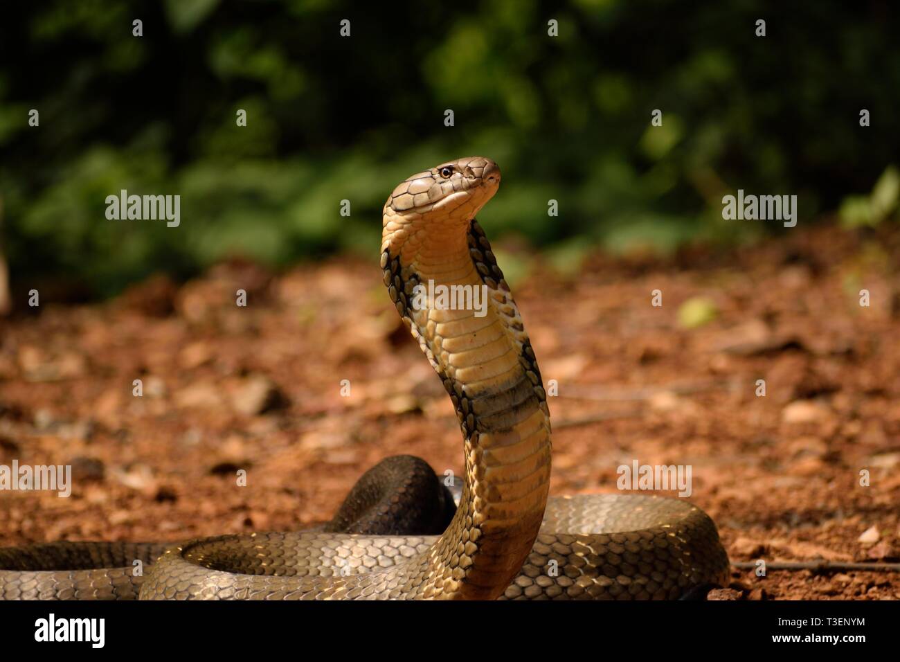 King Cobra Foto Stock