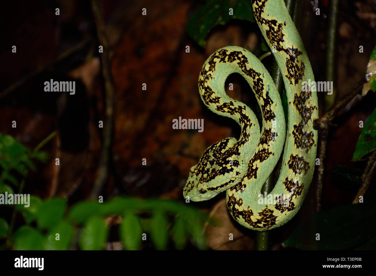 Il Malabar Rattlesnakes appesi a un ramo di albero Foto Stock
