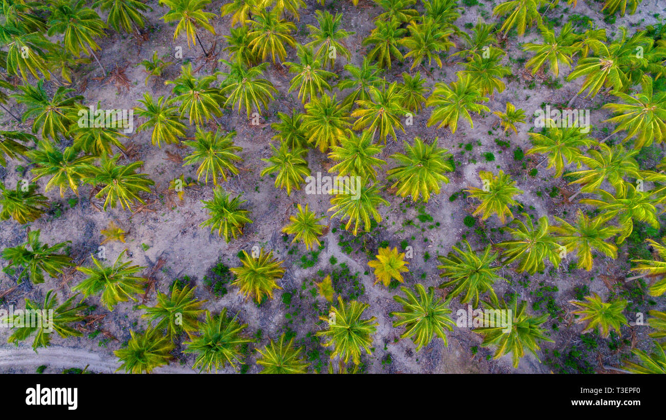 Gli alberi di palma, mafia island Foto Stock