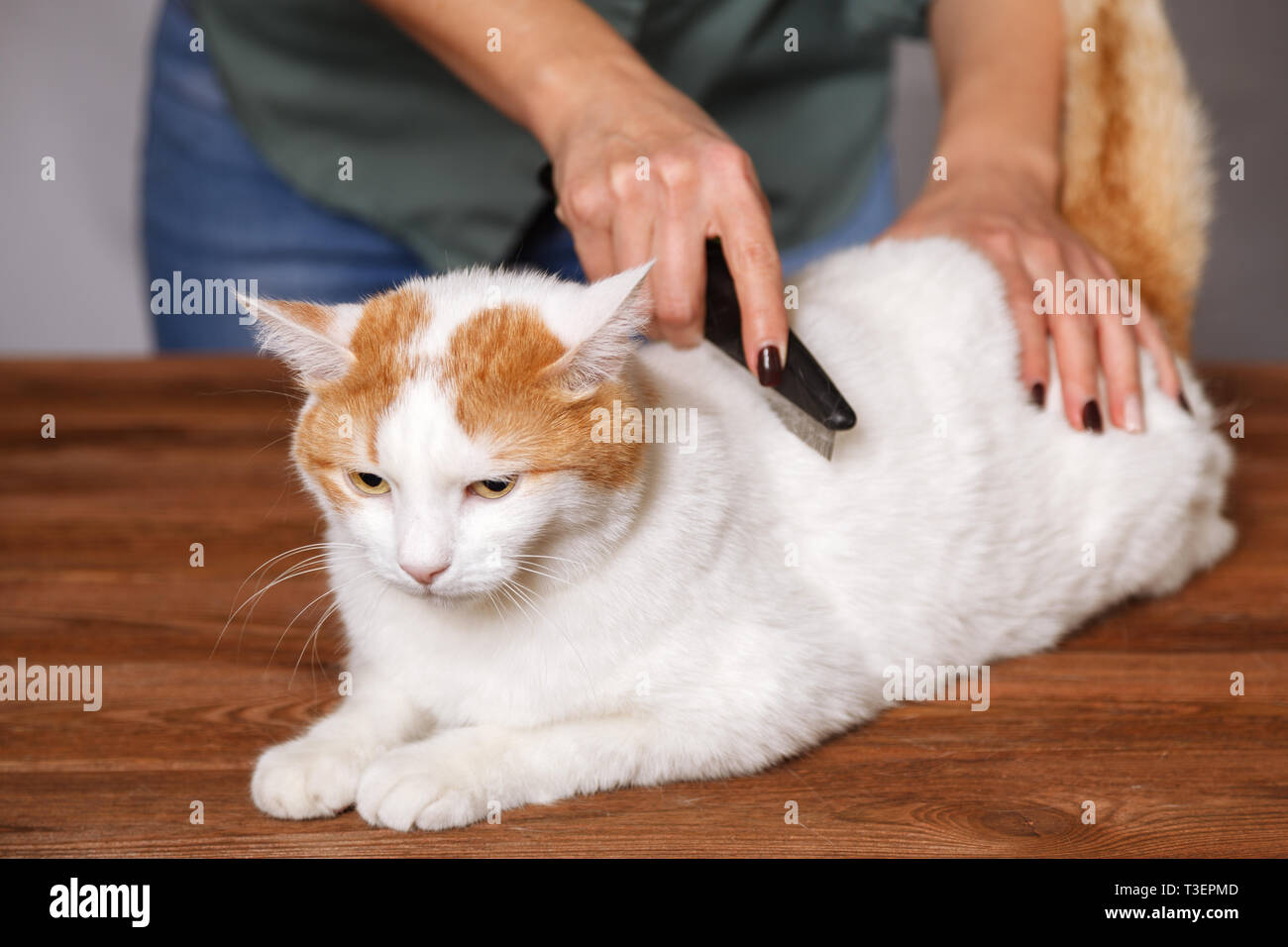 Giacente carino bianco-rosso gatto e un pettine pieno di peli di animale. Il concetto di cura di animale domestico. Foto Stock