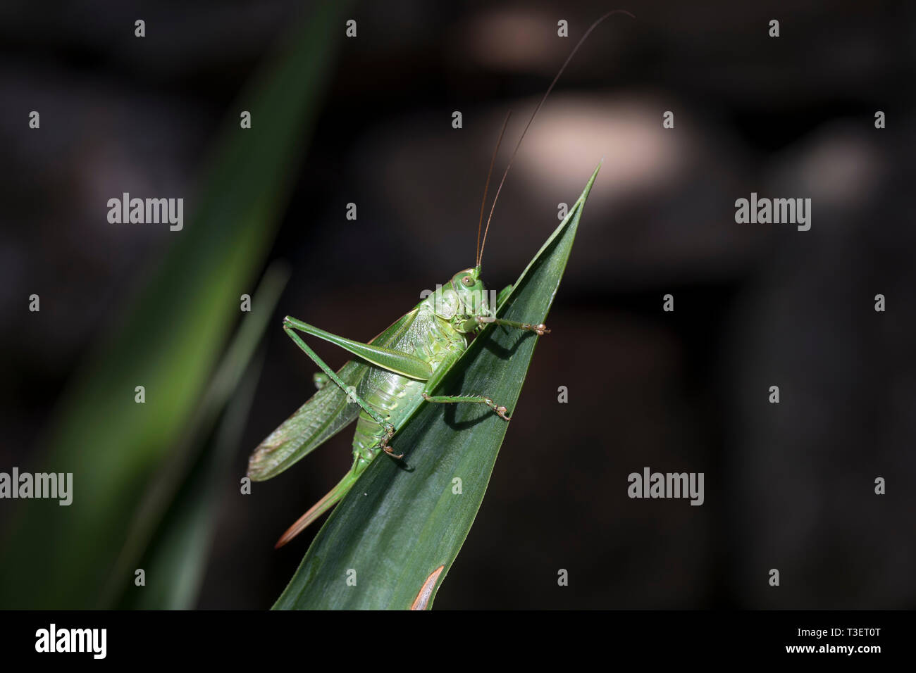 Grande macchia verde Cricket; Tettigonia viridissima; femmina; Cornovaglia; Regno Unito Foto Stock