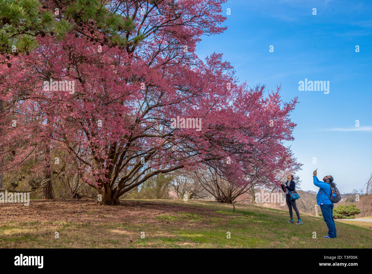 Fioritura ciliegio 'Okame', n. 19 sulla fioritura cherry gita guidata al National Arboretum di Washington DC. Marzo 28, 2019. Foto Stock