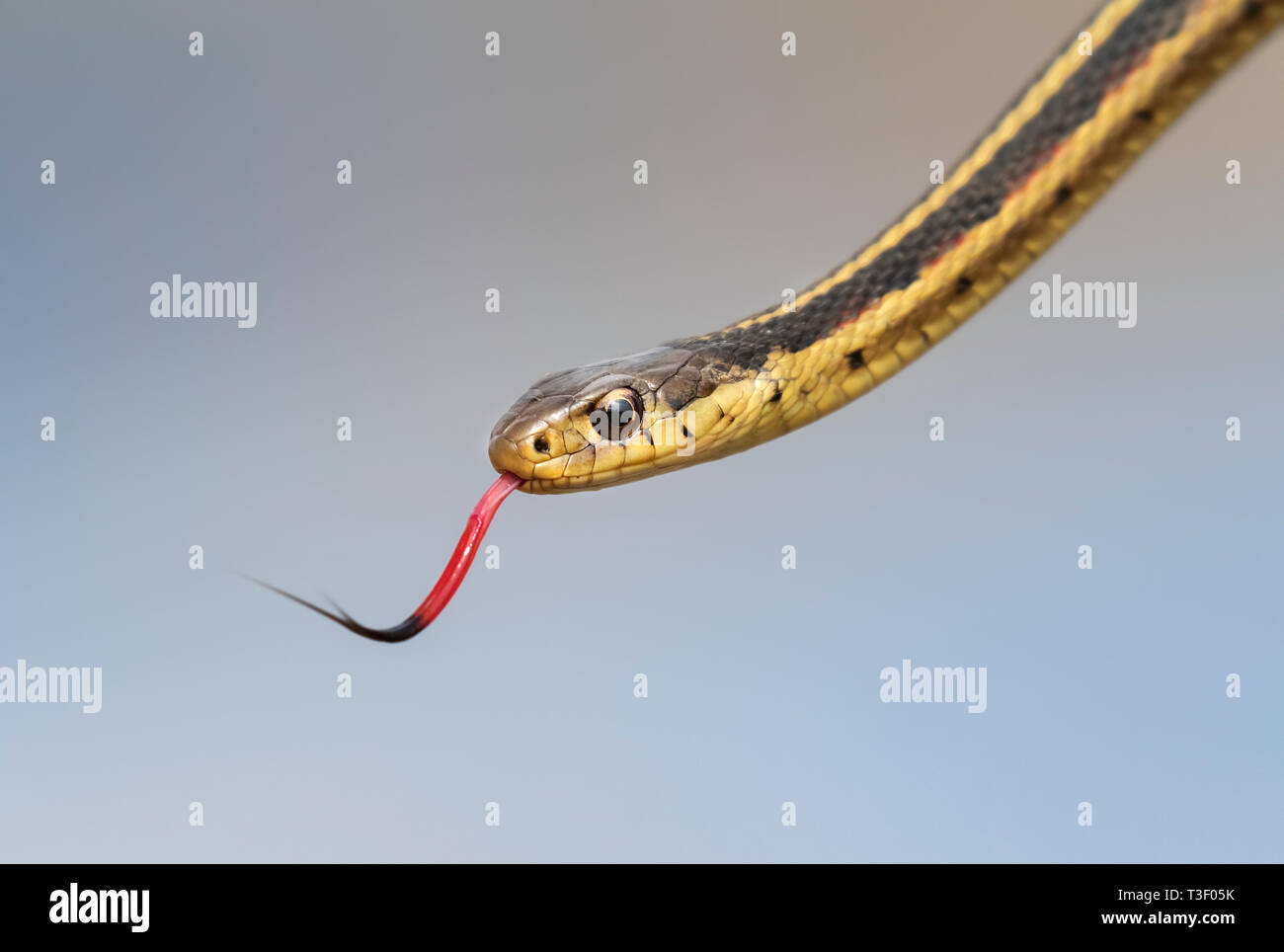 La testa di comune garter snake (Thamnophis sirtalis) con la lingua di fuori. Foto Stock