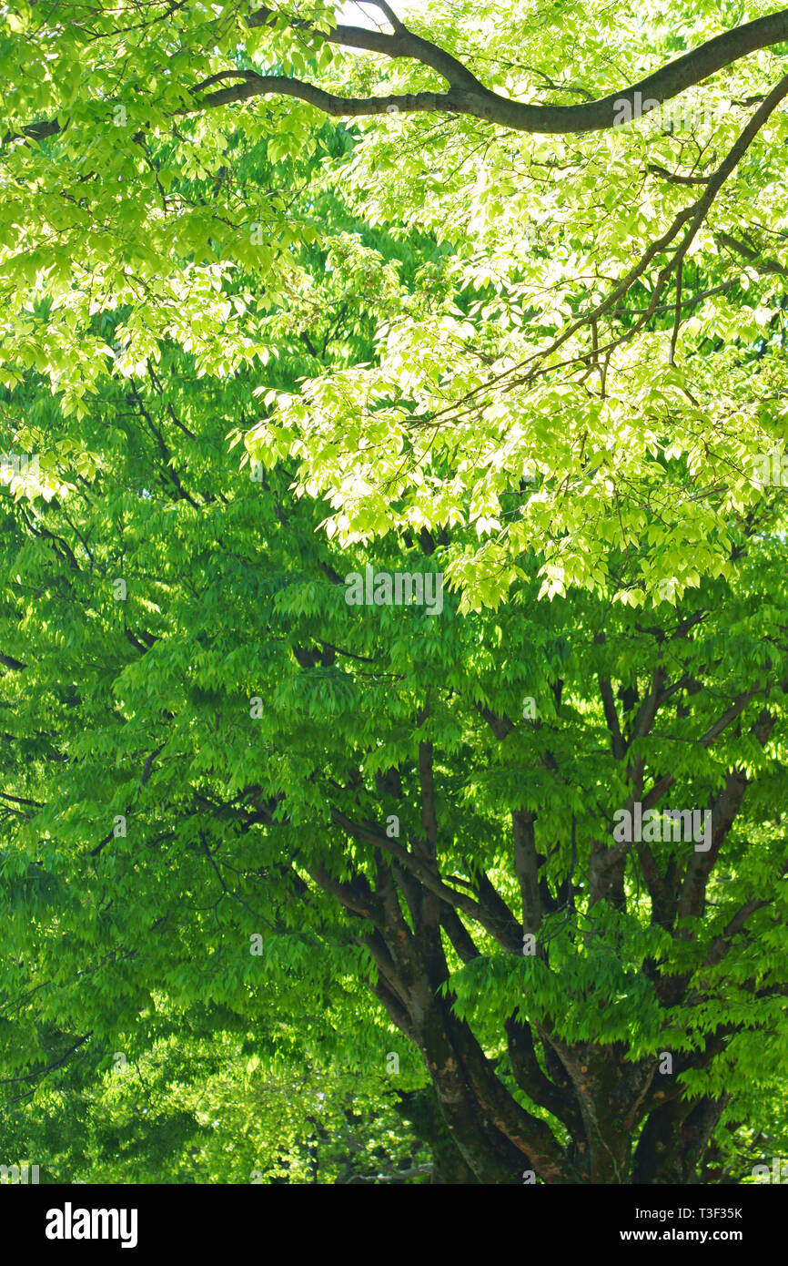 Verde fresco Ninomaru nella piazza del Castello di Kumamoto, Prefettura di Kumamoto, Giappone Foto Stock