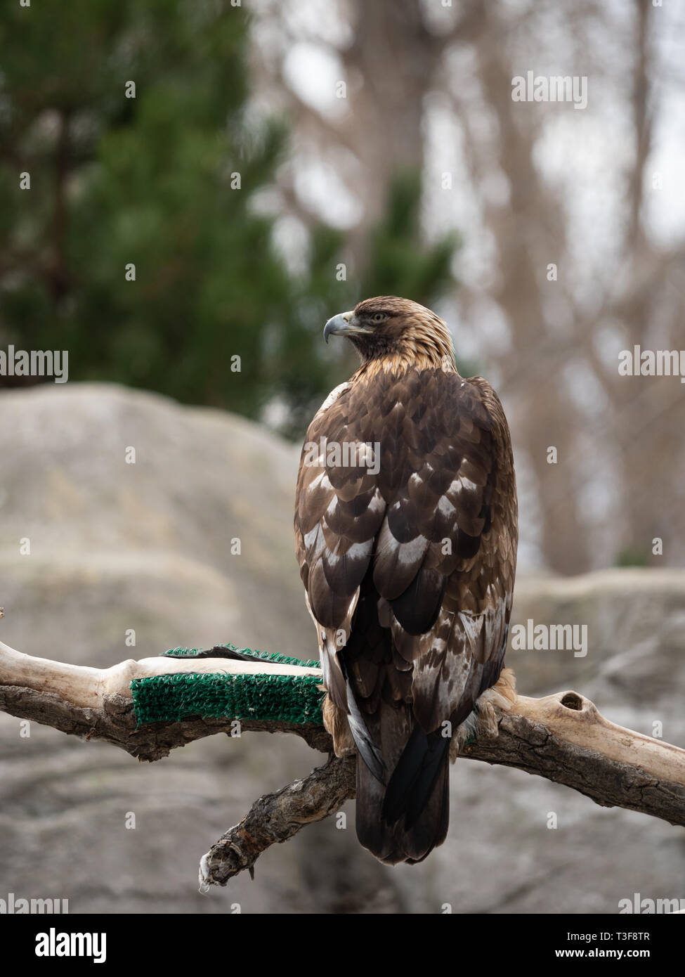 Un captive golden eagle appollaiato su un ramo con la sua parte posteriore per la fotocamera e la testa rivolta verso sinistra. Profondità di campo. Foto Stock