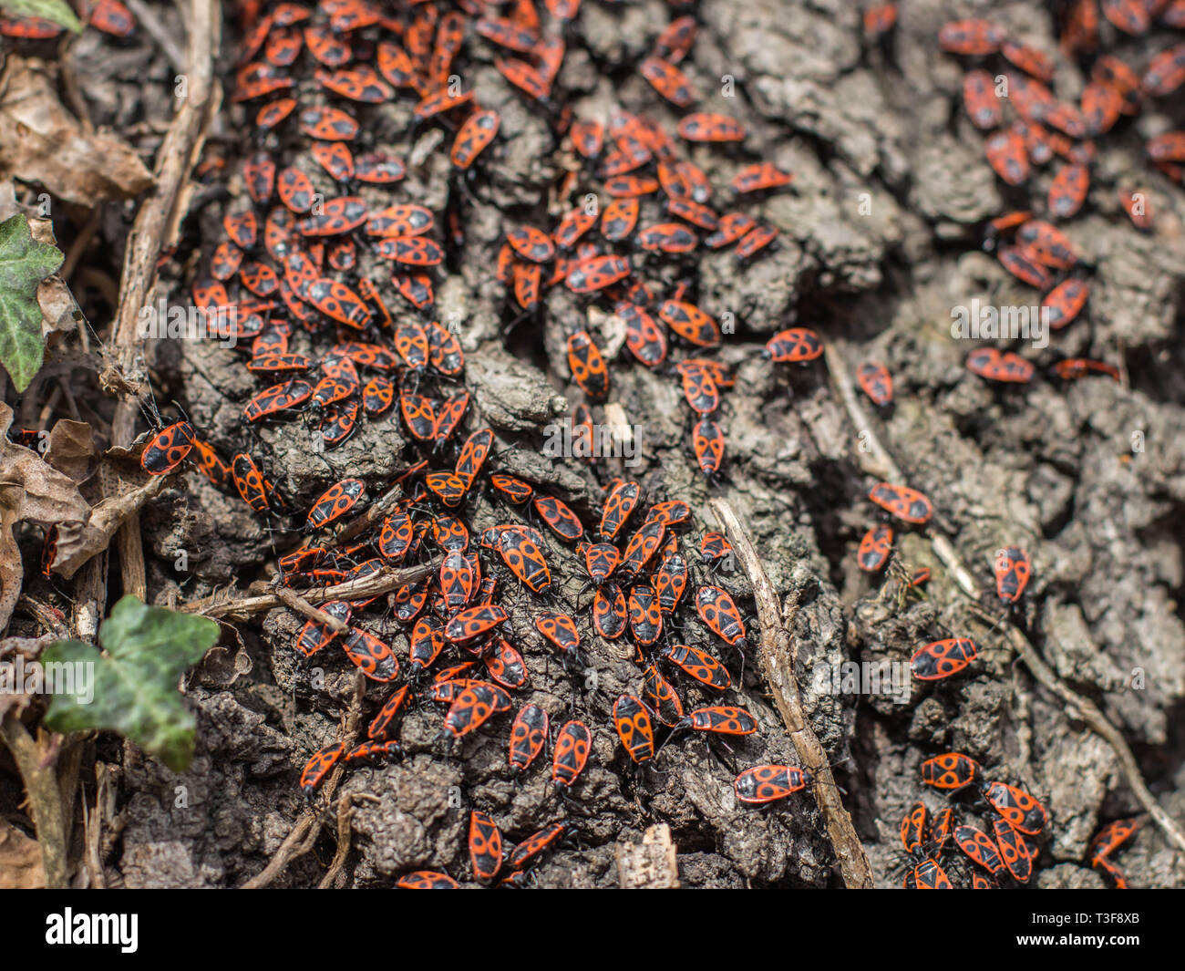 Gruppo di fuoco bug - nome latino Pyrrhocoris apterus sulla corteccia dell'albero Foto Stock