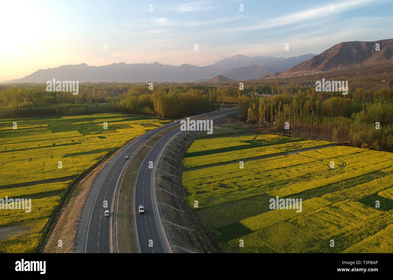 Srinagar. 8 apr, 2019. Foto aeree prese su Aprile 8, 2019 mostra sbocciato campi di senape a fianco di un'autostrada nel villaggio Awantipora del distretto di Pulwama, circa 25 km a sud di Srinagar city, la capitale estiva del Kashmir. Credito: Javed Dar/Xinhua/Alamy Live News Foto Stock