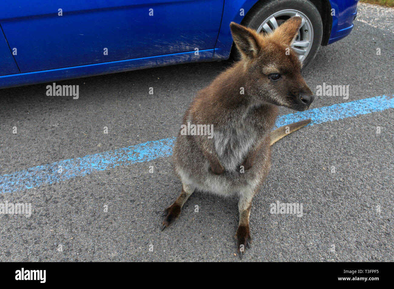 Piccoli wallaby in piedi sul parcheggio, Cradle Mountain National Park, la Tasmania Foto Stock
