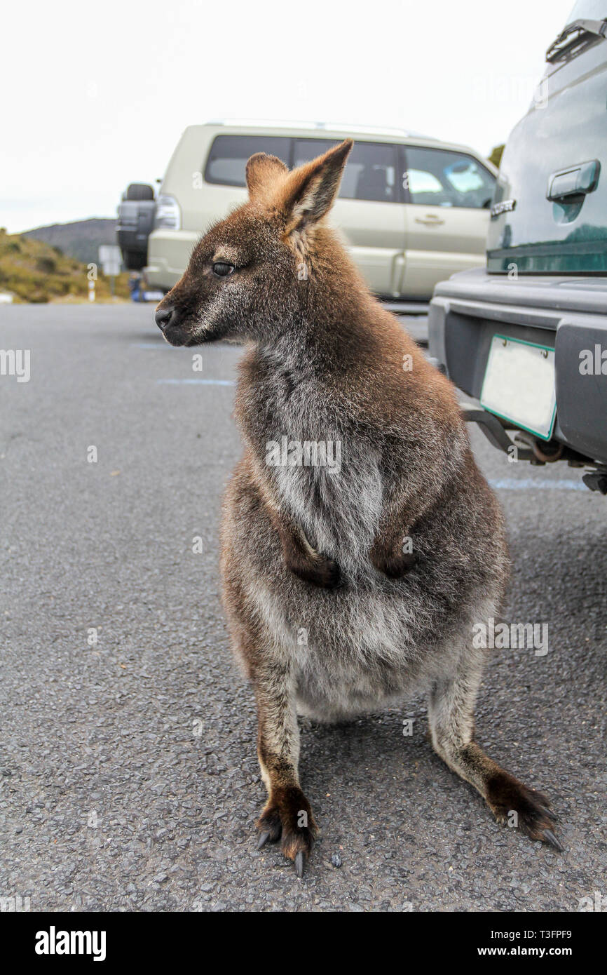 Piccoli wallaby in piedi sul parcheggio, Cradle Mountain National Park, la Tasmania Foto Stock