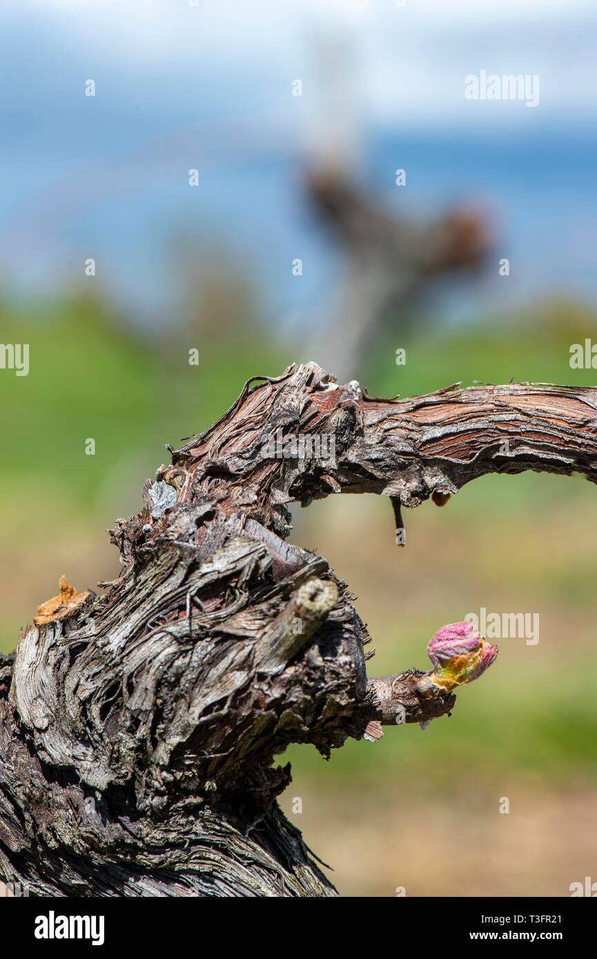 Prima molla lascia su di una pergola viticoltura in vigneto, Bordeaux, Francia, Europa Foto Stock