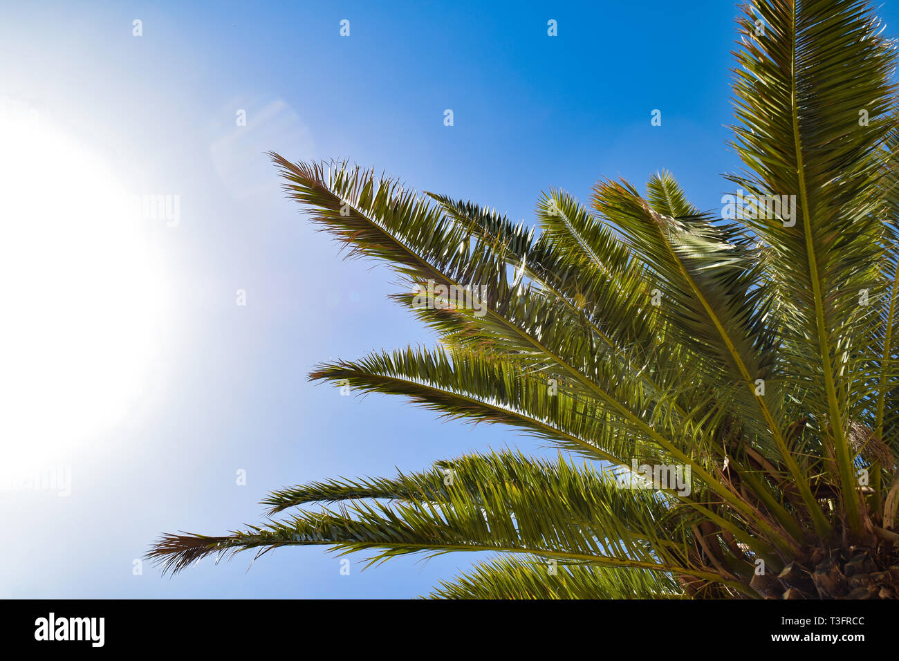 Molto bella la vista del cielo delle Canarie da sotto un albero di palma. Grande come immagine di sfondo. Foto Stock