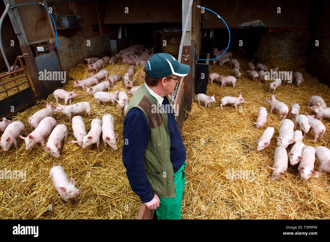 Imprenditore Fergus Howie lavorando sul suo allevamento di suini. Stoppini Manor alimenta i supermercati britannici con carne di maiale. Malden, vicino a Essex. 30.03.2011. Foto Stock