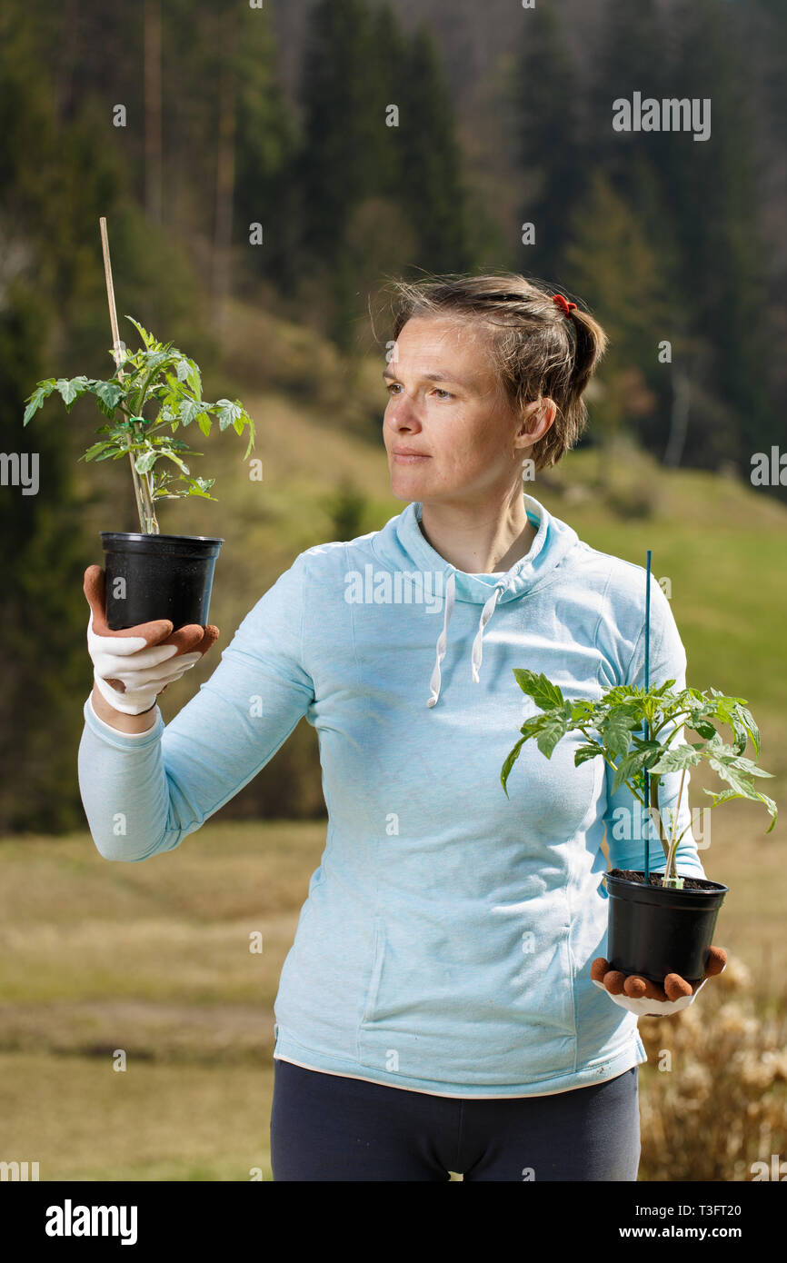 Donna giardiniere osservando il suo piantine di pomodoro preparata per essere piantato sul suo giardino. Giardinaggio organico, cibo sano, auto-approvvigionamento e lavori di casa concetto. Foto Stock