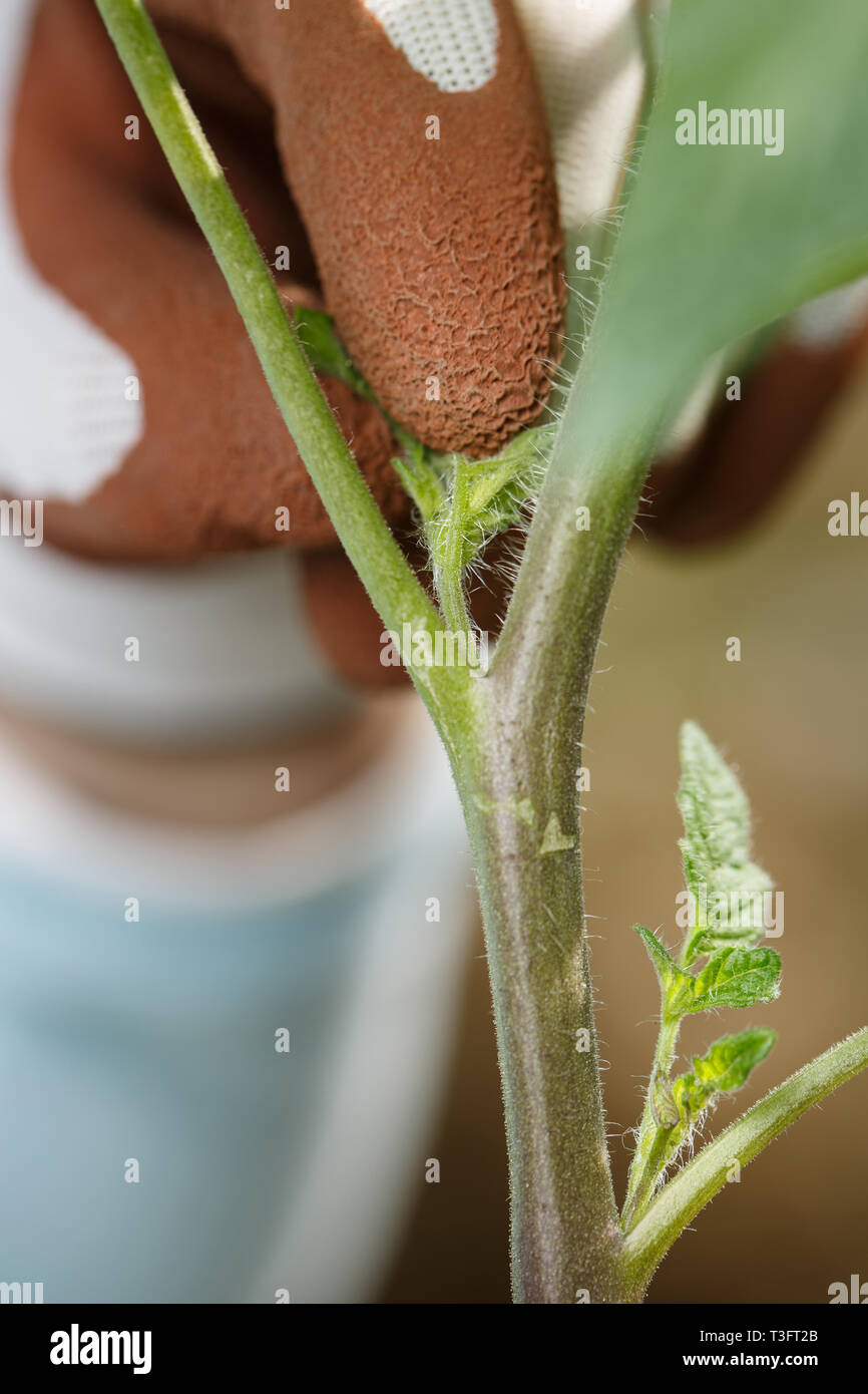 Giardiniere pinzatura off le ventose sulla pianta di pomodoro. Giardinaggio organico, sano cibi caserecci, auto-approvvigionamento concetto. Foto Stock