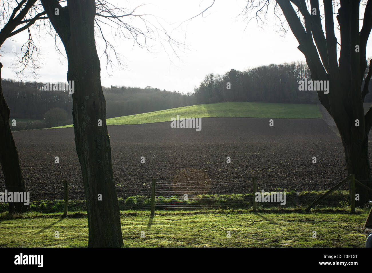 Alberi e colline Paesi Bassi Schin op Geul Foto Stock