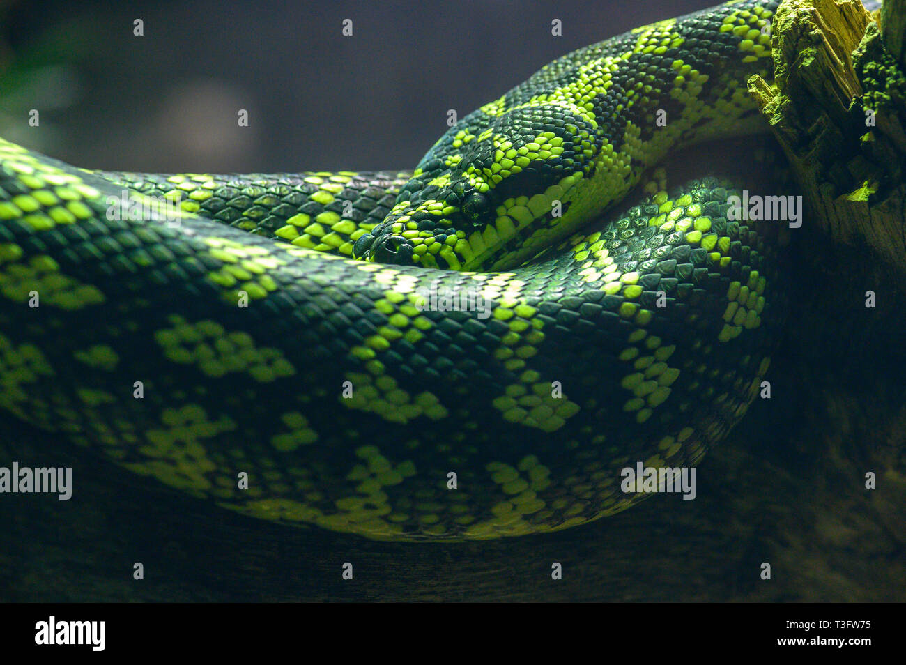 Un serpente in pitone di tappeto verde appoggiato su un ramo Foto Stock