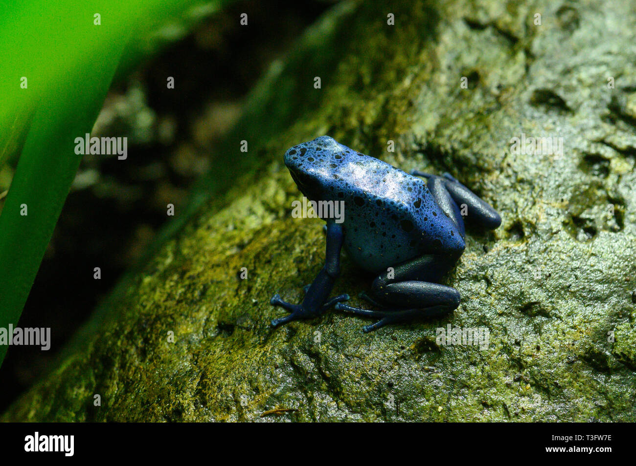 Blue poison dart frog Foto Stock