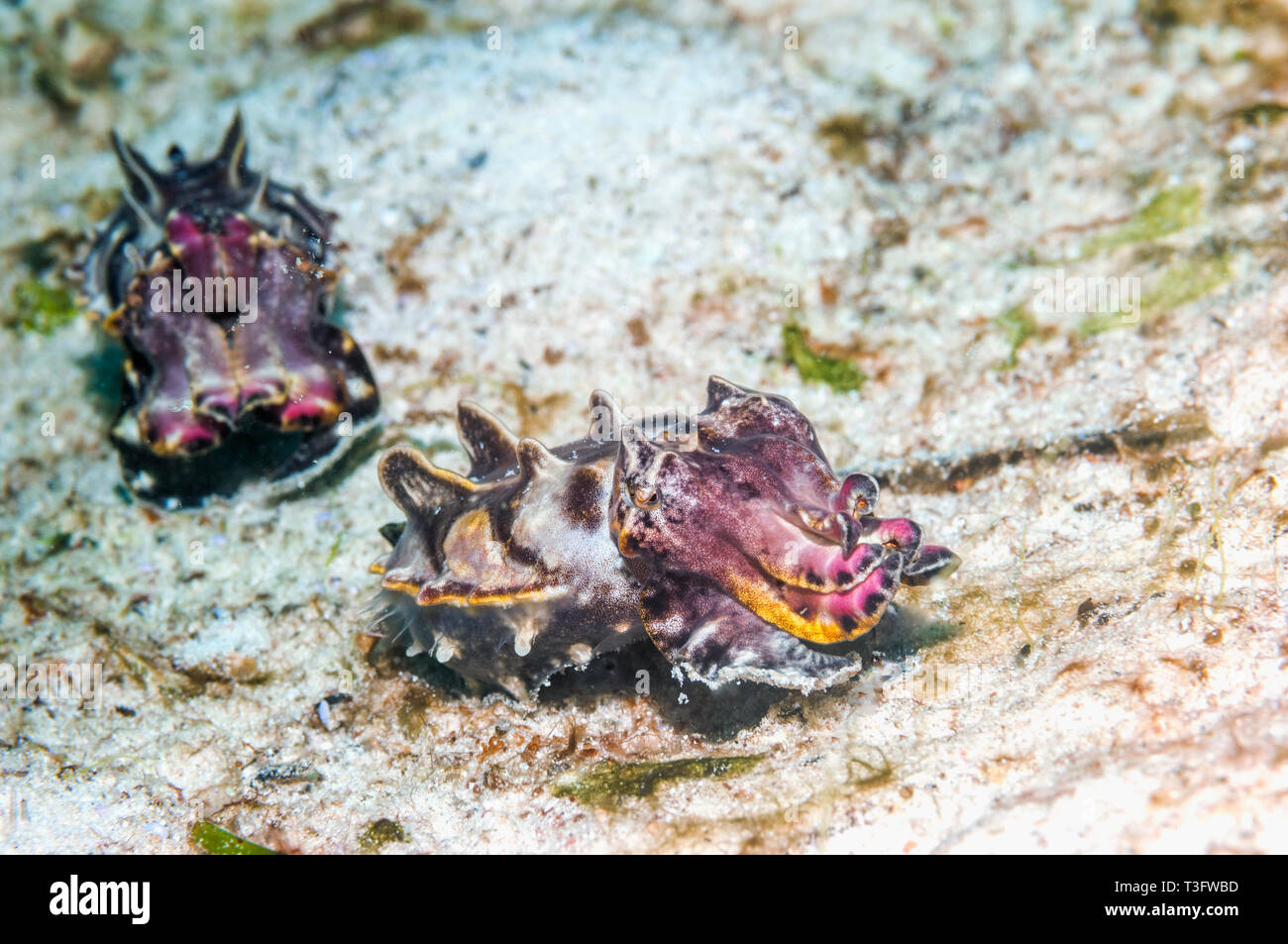 Pfeffer Il Flamboyant Seppie [Metasepia pfefferi]. La femmina di maggiori dimensioni è seguita dalla minore maschio. Nord Sulawesi, Indonesia. Foto Stock