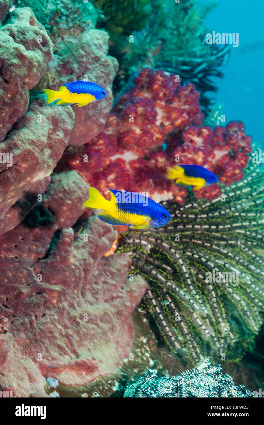 Goldbelly Castagnole [Pomacentrus auriventris] con coralli molli. Nord Sulawesi, Indonesia. Indo-West pacifico. Foto Stock