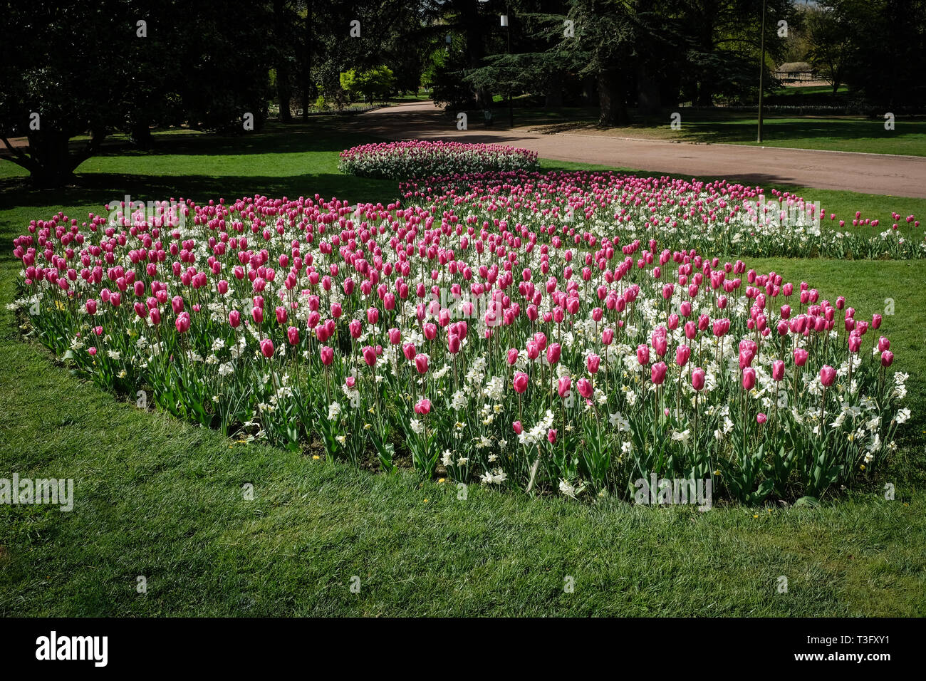 Massive tulipani a molla Foto Stock