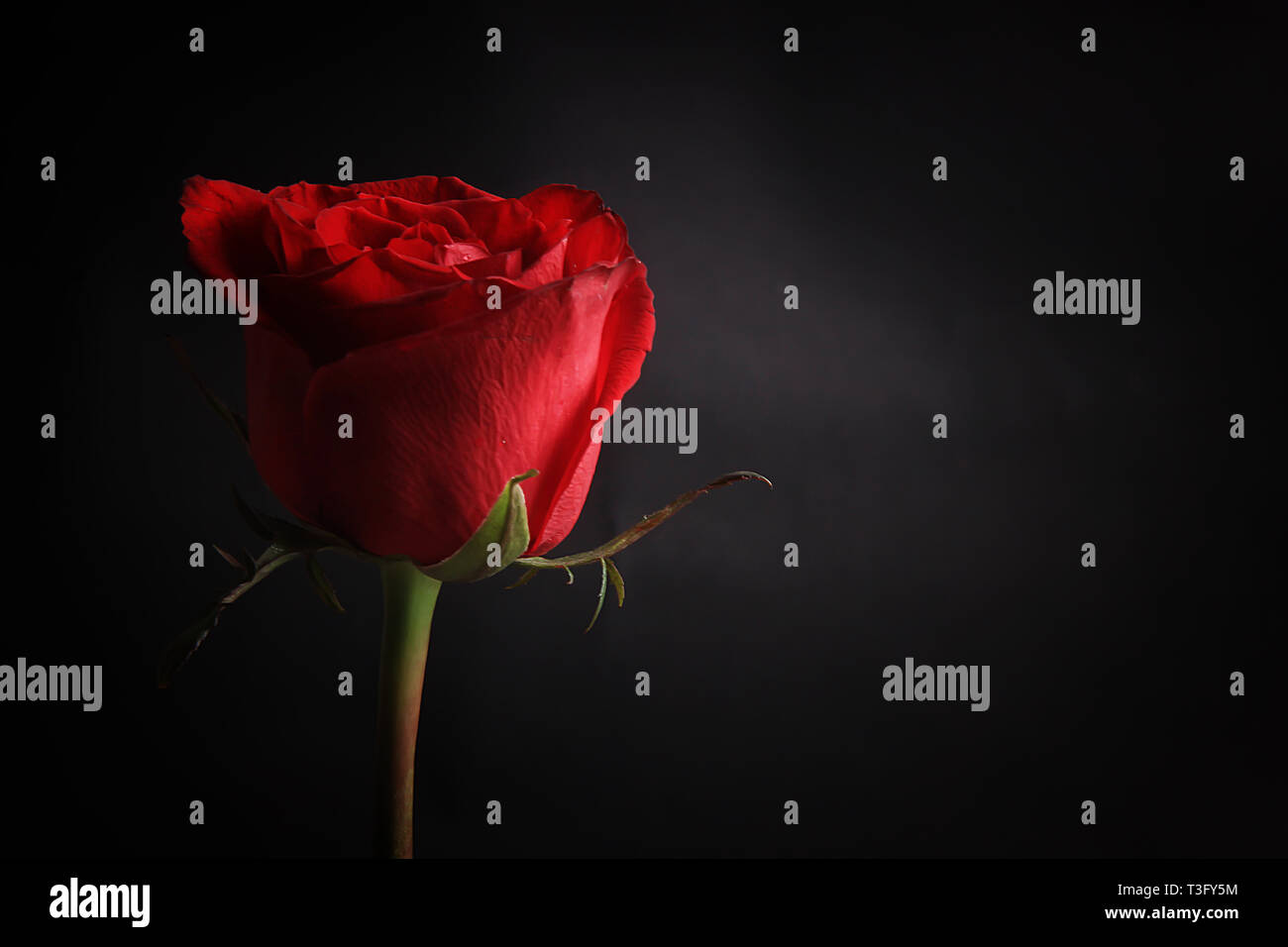 Una rosa rossa isolato da uno sfondo nero Foto Stock