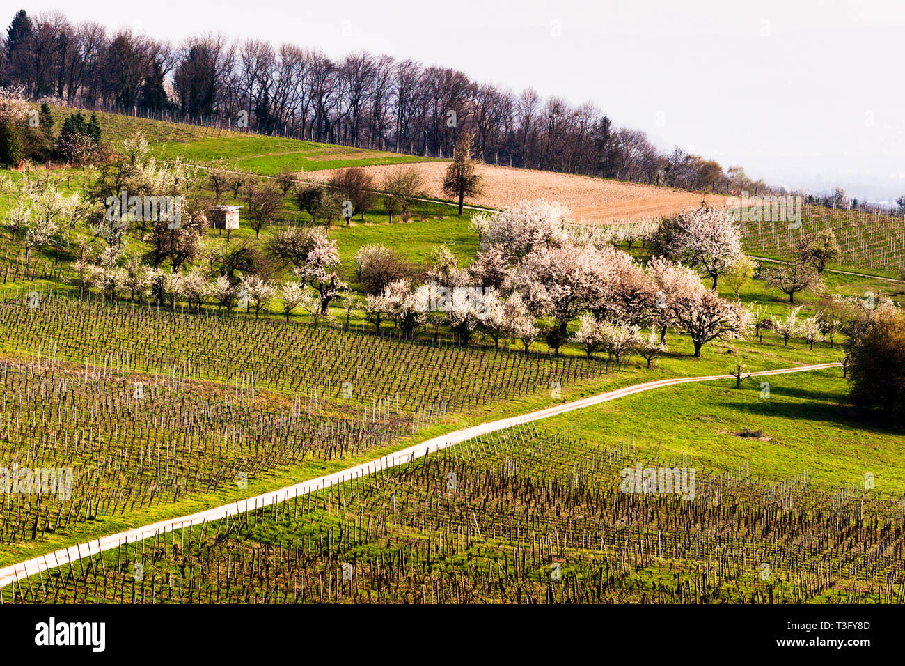 Vigneto a Weil am Rhein, Germania Foto Stock