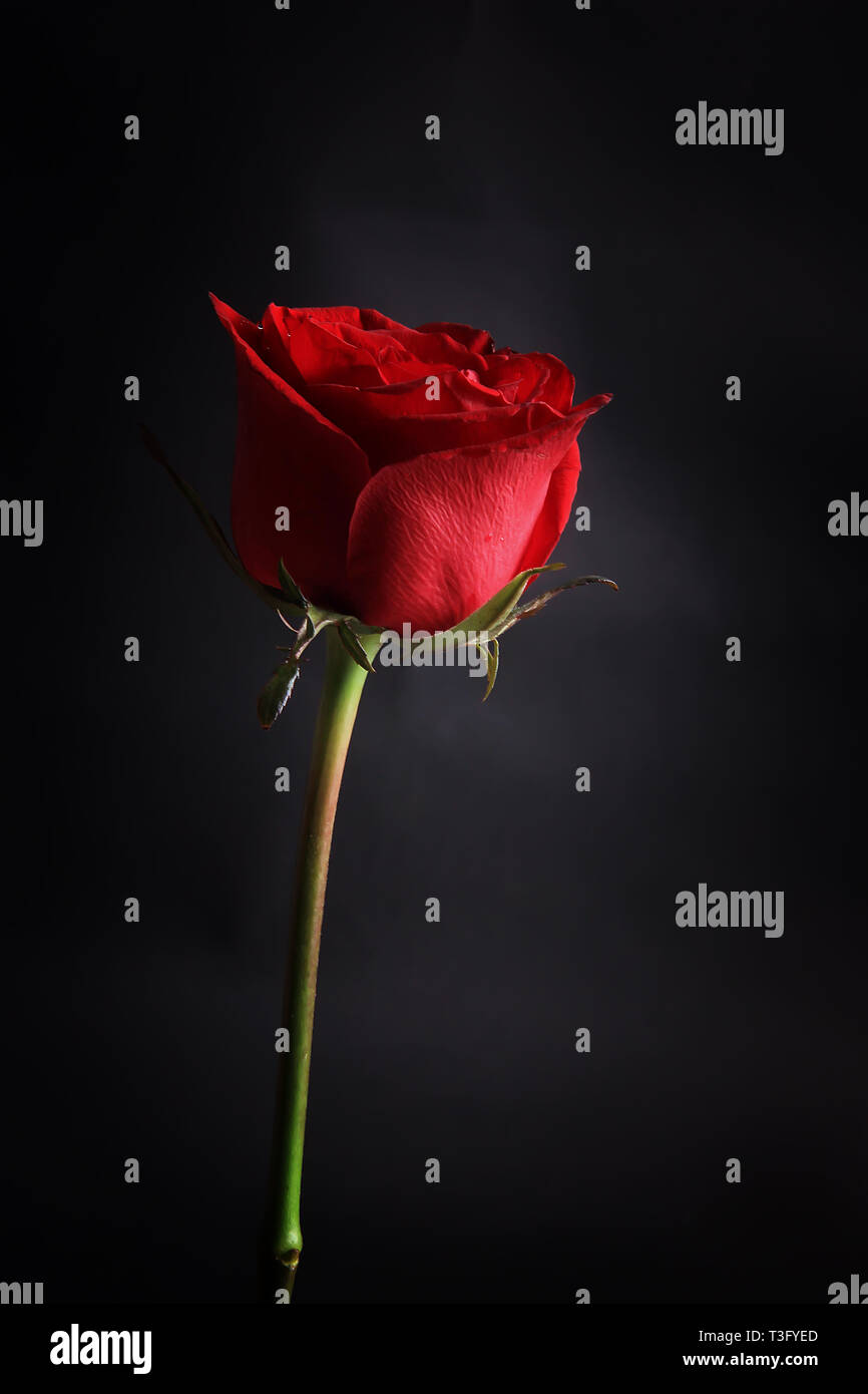 Una rosa rossa isolato da uno sfondo nero Foto Stock
