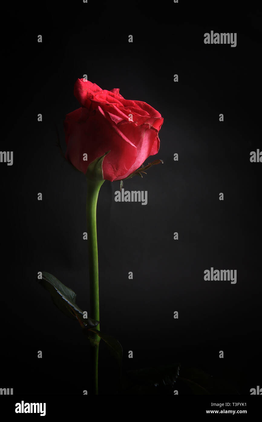 Una rosa rossa isolato da uno sfondo nero Foto Stock