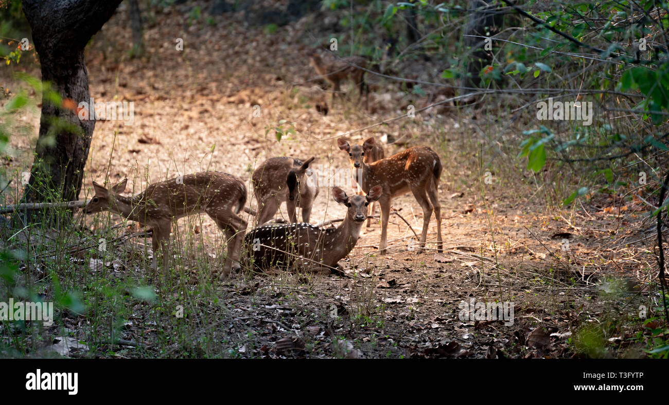 Gruppo asse dei cervi nella foresta Foto Stock
