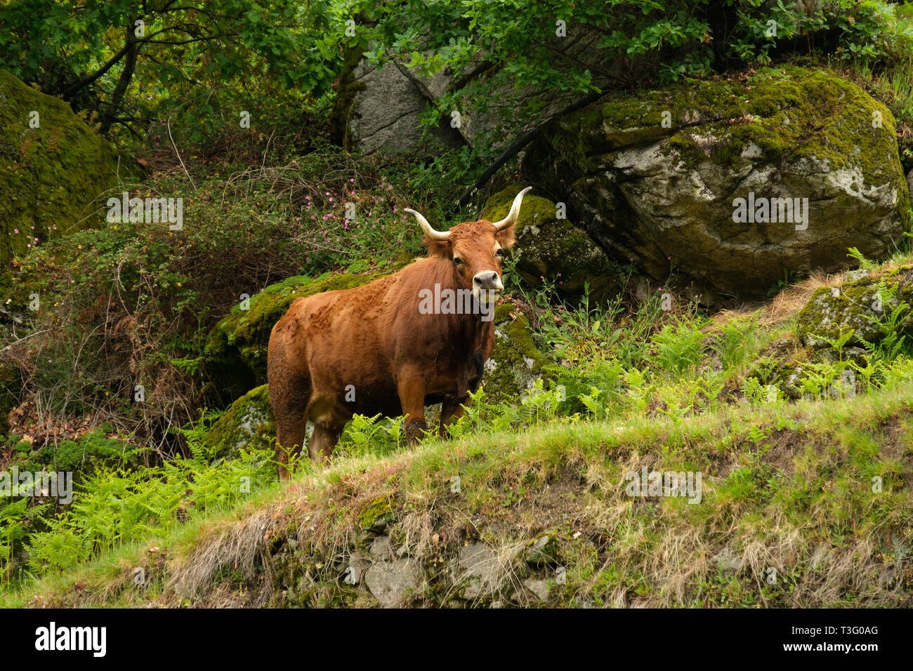 Vacca appartenente alla razza Cachena nella Serra do Gerês, regione del Minho, Portogallo, Europa Foto Stock