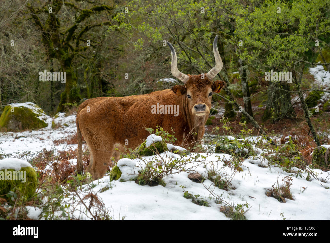 Vacca appartenente alla razza Cachena nella Serra do Gerês, regione del Minho, Portogallo, Europa Foto Stock