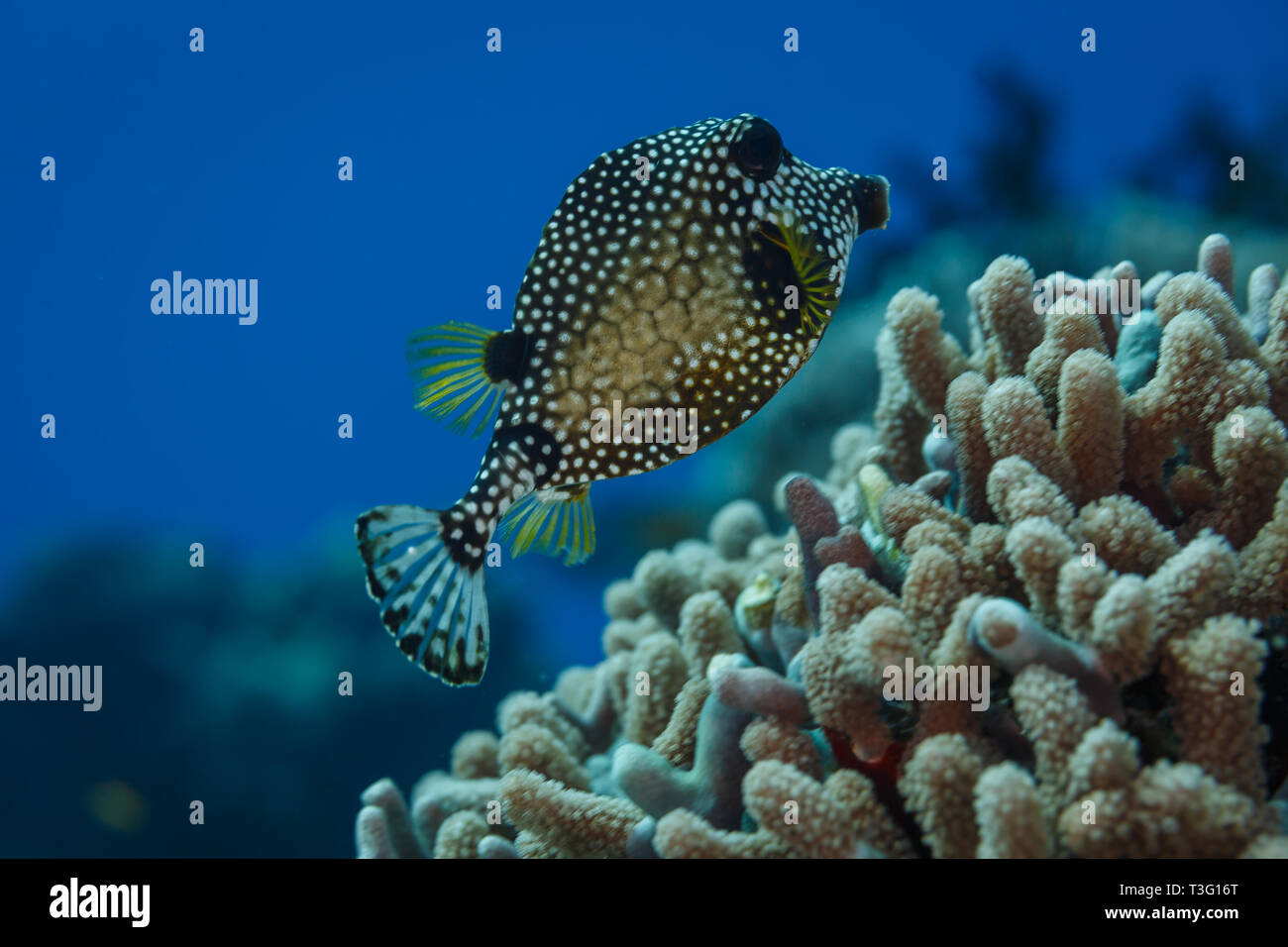 Primo piano della faccia di smooth Trunkfish, Lactophrys triqueter, con macchie bianche e design a nido d'ape nuoto sopra sulla Coral reef Foto Stock