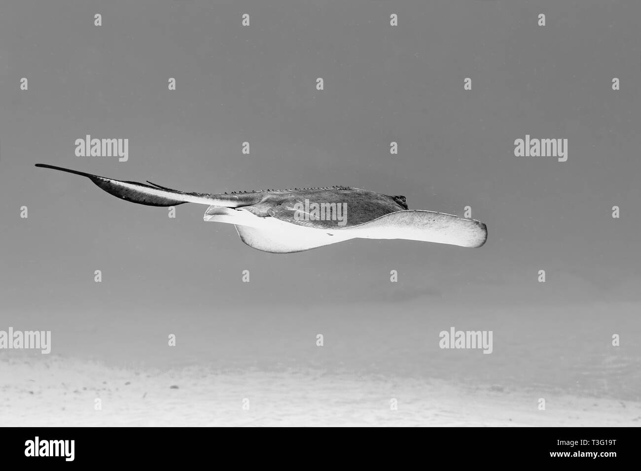 Una pastinaca scivola con grazia attraverso l'acqua, il suo corpo piatto e la lunga coda creando una vista affascinante mentre naviga nel suo mondo sottomarino. Foto Stock