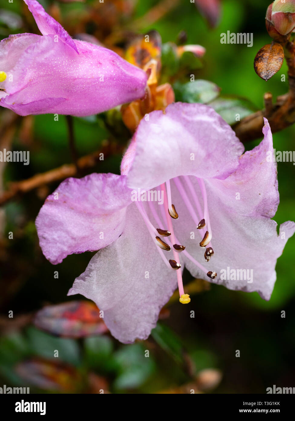 Molla di rosa fiori di compact dwarf evergreen, rododendro pemakoense Foto Stock