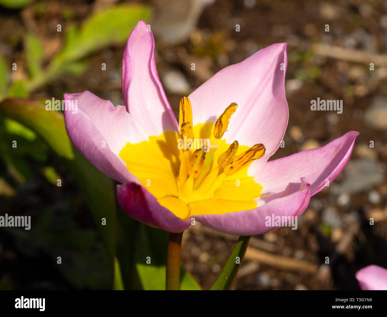 Fiori e fogliame della fioritura primaverile tulipani botanici, Tulipa saxatalis bakeri (Gruppo) 'Lilac Wonder' Foto Stock
