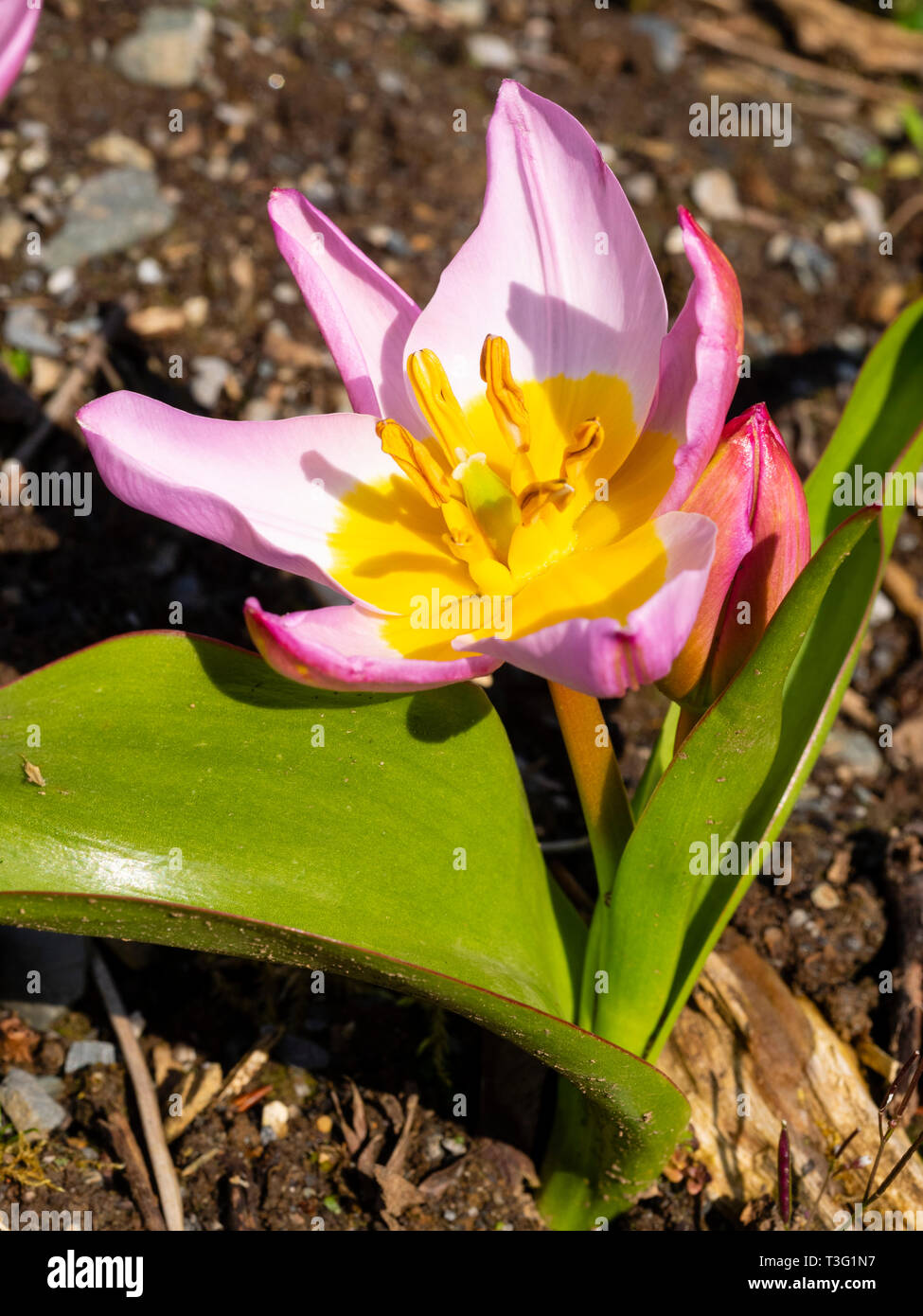 Fiori e fogliame della fioritura primaverile tulipani botanici, Tulipa saxatalis bakeri (Gruppo) 'Lilac Wonder' Foto Stock