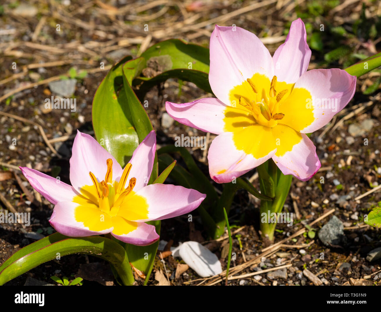 Fiori e fogliame della fioritura primaverile tulipani botanici, Tulipa saxatalis bakeri (Gruppo) 'Lilac Wonder' Foto Stock