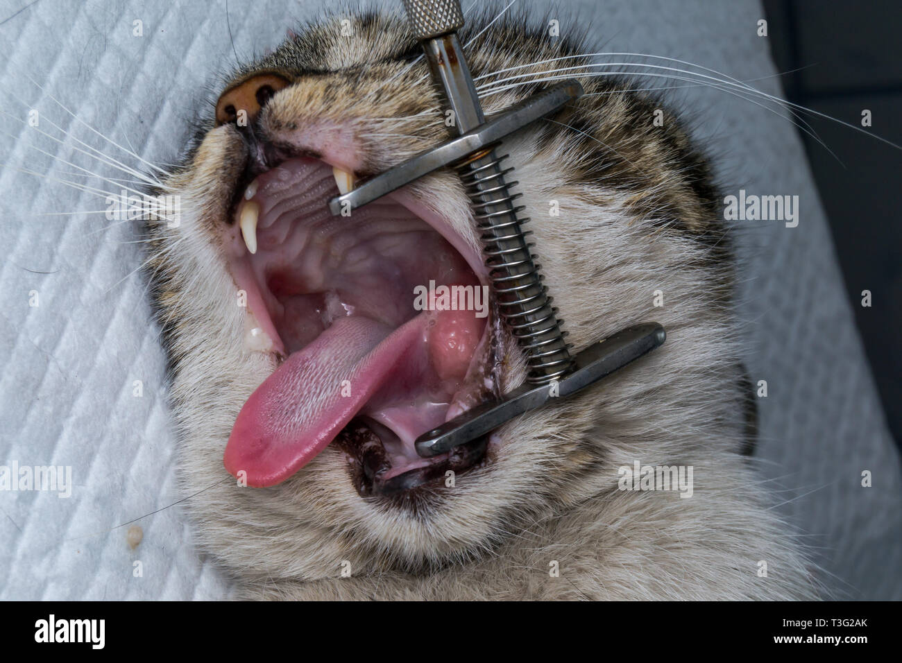 Granulomi eosinofila nella bocca di un gatto. Gatto con tumore orale Foto  stock - Alamy