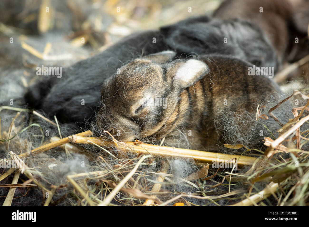 Un gruppo di piccoli conigli neonati giacente nel nido Foto Stock