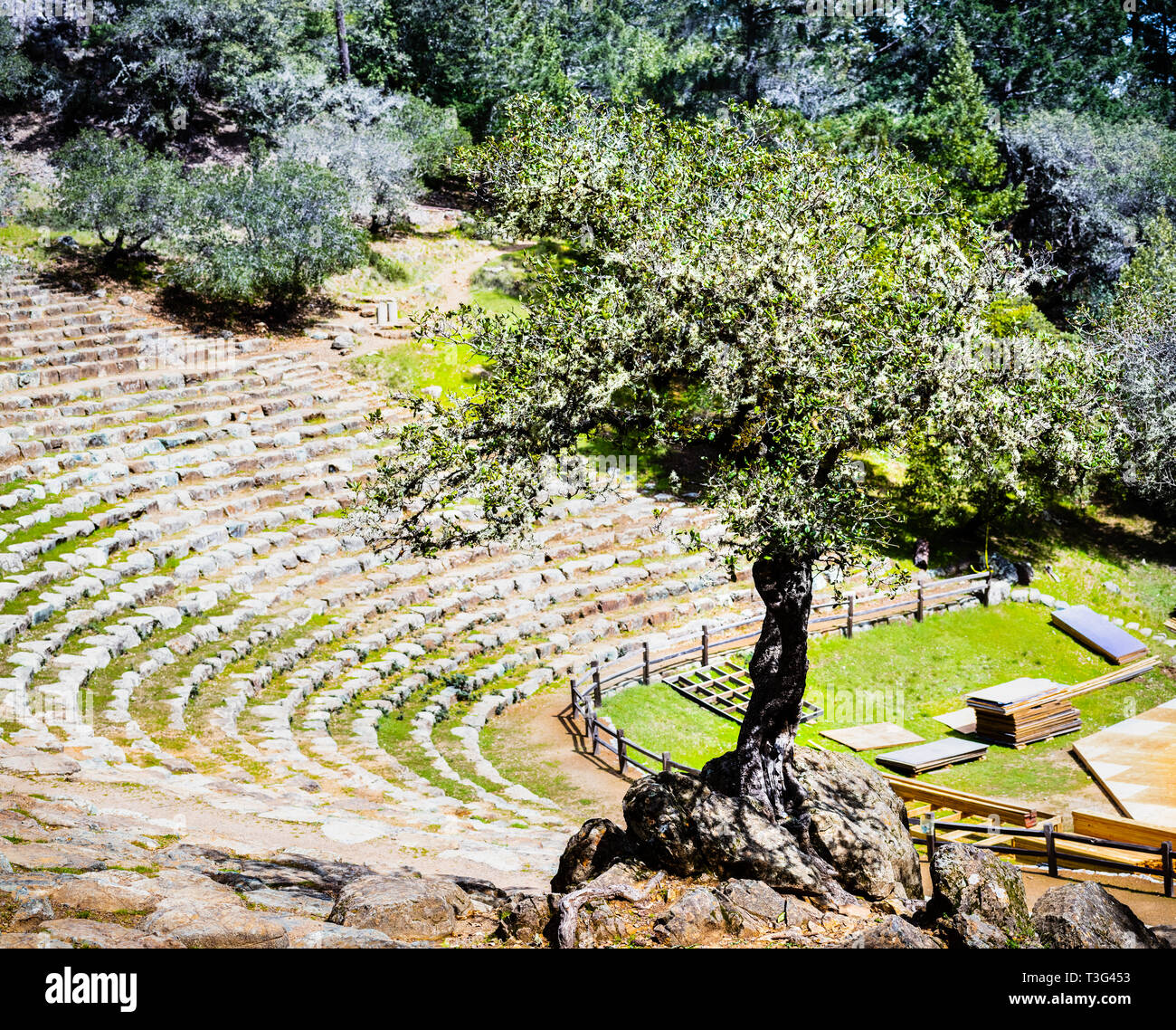 Coastal live oak (Quercus agrifolia) cresce su una roccia nel mezzo di un teatro all aperto, Marin County, a nord di San Francisco Bay Area, California Foto Stock