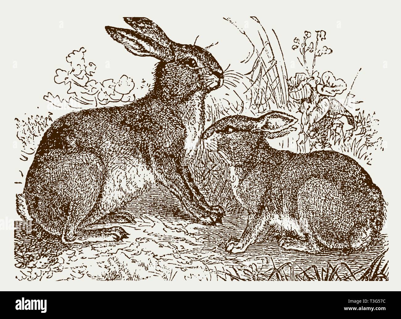 Unione lepre (Lepus europaeus) ed europea (coniglio oryctolagus cuniculus) seduto in un prato. Illustrazione dopo una incisione storica del XIX Illustrazione Vettoriale